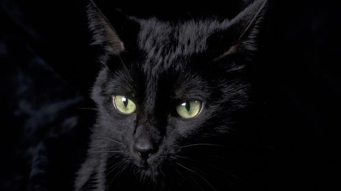 namn på rasen av svarta katter